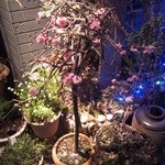 じゃんけんポン - 梅が綺麗