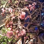 じゃんけんポン - 梅が綺麗