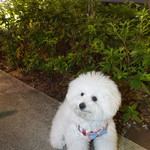 恵比寿 箸庵 - ベアトリーチェも〜♡