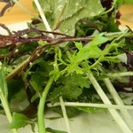 フラテッロ - サラダ　アップ