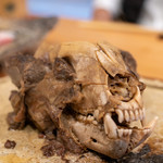 柚木元 - 頬から後頭部にかけてまだ肉が付いています