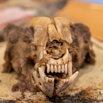 柚木元 - ツキノワグマの頭蓋骨