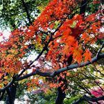 新宿御苑 ろまん亭 - 紅葉はまだ色づき始めたばかり