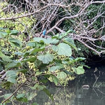 ショクヤボ農園 - 