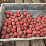 ショクヤボ農園 - 