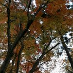 ホルモン豚金 - こういう黄色と緑と赤の混ざる感じも好き(お店の内容とは関係ありません)