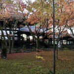 ホルモン豚金 - 紅葉の絨毯(お店の内容とは関係ありません)