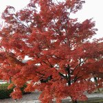 ホルモン豚金 - この木の紅葉がすごかった(お店の内容とは関係ありません)