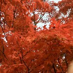 ホルモン豚金 - 紅葉燃ゆる(お店の内容とは関係ありません)