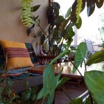 ナチュラル　カフェイーナ - 内観