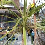 日比谷サロー - テラスのハンギングと店舗