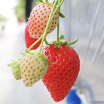 Karuizawa Garden Farm Ichigo En - 【冬春いちご】新品種よつぼしは非常に味の濃いイチゴです