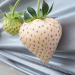 Karuizawa Garden Farm Ichigo En - 【冬春いちご】白イチゴの中でも味に優れた品種を選抜して生育しています