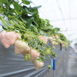 Karuizawa Garden Farm Ichigo En - 【冬春いちご】非常に稀少な白いちご