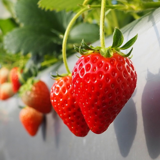 軽井沢ガーデンファームいちご園 軽井沢町その他 フルーツパーラー 食べログ