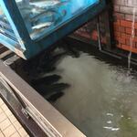 鯉の巣 - 