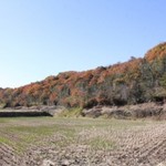 小さな森の喫茶店　レストラン　ワイルドダック - 