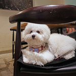 PACE - カフェ犬の資質ありそう？？