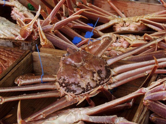 秋田港 - 秋田（寿司）の写真