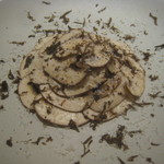 ラチュレ - 千葉産猪ベーコン、ブラウンマッシュルーム