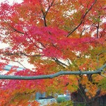 クラブハリエ - グラデーションが素敵な紅葉