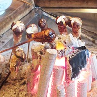 柳家 - さらに焼く。