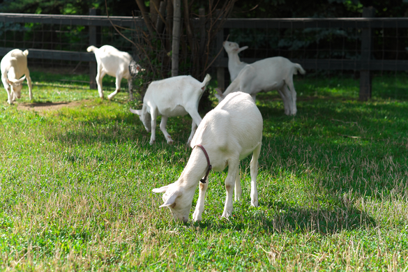閑坐（KANZA） - 富良野（フレンチ）の写真