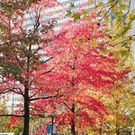 馬車道 大かわ - みなとみらい紅葉