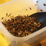 Spice&Dining KALA - ワイルドライス