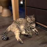 鹿教湯 三水館 - ニャー