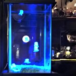 NEO SHOT BAR　深海の洞窟 - 店内の雰囲気