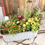 ラフ&タフ コーヒースタンド - ブリキのプランターに装われた花々