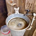 ラフ&タフ コーヒースタンド - ブリキのバケツ奥からひょっこりはん