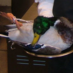 のむくらう Ｇａｚｚａｔ - 冬の青首