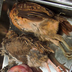 のむくらう Ｇａｚｚａｔ - 晩秋の野鳥（輸入鳥）