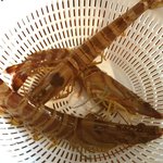 活き車エビ　焼く前　海鮮茶屋 活き活き亭