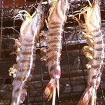 活きクルマエビ　　海鮮茶屋 活き活き亭