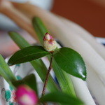 ぬなわや - 獨活（うど）にあしらひの椿（つばき）