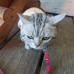 チョップ キャンプ - 