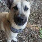 チョップ キャンプ - 