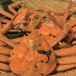 越前蟹の坊 - 茹で越前ガニ