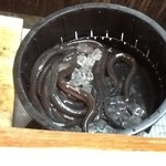 うなぎ屋酒坊・画荘 越後屋 - 活き鰻