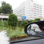 WEE BEE'S - 品川駅前で信号待ち