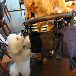 WEE BEE'S - Hello & Good bye