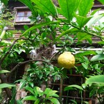 喫茶ミンカ - なにかの実。