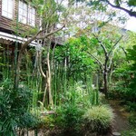 喫茶ミンカ - 細い竹が群れています。