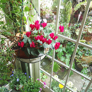 ガーデンティーハウス グリーンパラソル_2