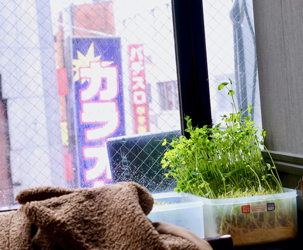 Dautsun 池袋 上海料理 食べログ 简体中文