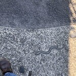 うなぎ馳走 八嶋 - 