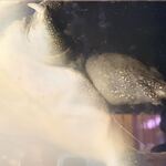 若松家酒店 - 水槽のスッポン